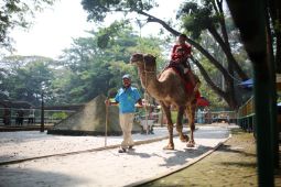 Pemkot akan libatkan PKBSI dalam kelola ratusan satwa Kebun Binatang Bandung