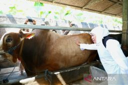 Tekan wabah PMK di Jatim, Gubernur Khofifah raih penghargaan