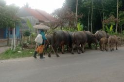 Ketika ternak kerbau jadi tumpuan ekonomi petani Lebak