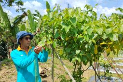 Petani Jaro kembangkan budidaya kacang Sacha Inchi