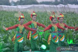 Festival Jember Kota Cerutu
