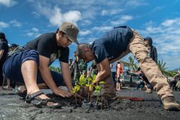 PSDKP-MCC tanam 200 anakan mangrove di Banda Neira