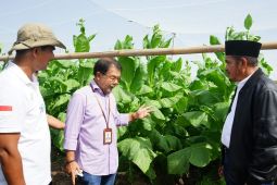 PTPN X petik perdana tembakau ekspor di Kebun Klaten
