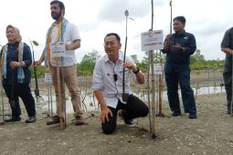 Belitung lestarikan mangrove untuk bangun pariwisata berkelanjutan