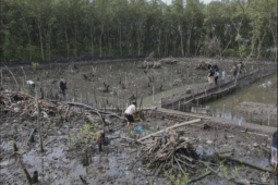 Polisi tangkap seorang perusak hutan mangrove di Bandarlampung