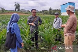 Jalur kemitraan percepat program Peremajaan Sawit Rakyat