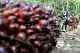DPRD Kaltim: Hasil kunjungan ke Eropa bahas masa depan sawit Kaltim