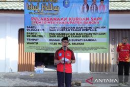Pemkab Bangka sembelih 51 ekor sapi