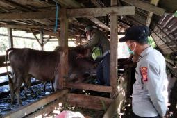 Distankan Rejang Lebong tingkatkan pengawasan lalu lintas ternak