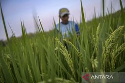 Harga beras lokal meroket, Jepang mulai jual beras impor