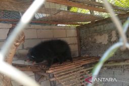 Seekor binturung dilepasliarkan ke Cagar Alam Raya Pasi