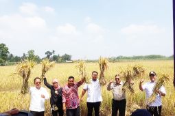 Ketua DPRD dampingi Ketua Komisi IV DPR-RI panen raya di Lampung Tengah