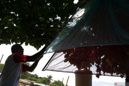 Harga ikan segar di Gorontalo naik