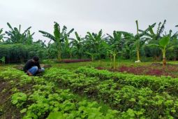 Peneliti BRIN ungkap riset AI mampu memperkuat ketahanan pangan RI