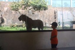 Yayasan Jejak Harimau Sumatera peringati Hari Harimau Sedunia