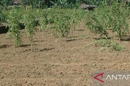 Sawah di daerah Pajampangan Sukabumi terancam kekeringan