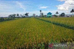 Lahan pertanian menyusut, Distankan Rejang Lebong usulkan perda