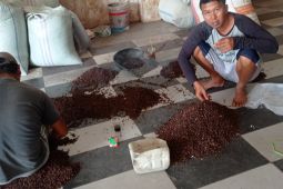 Harga cengkih di Lebak tembus Rp120 ribu/kg