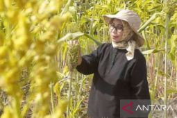 Pengembangan sorgum dengan APBN 2023 di Kalbar capai 300 ha