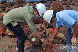 Harga TBS sawit di Kalbar alami tren kenaikan meskipun belum signifikan