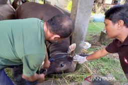Pemprov Bengkulu salurkan 20 ribu vaksin LSD dari pemerintah pusat