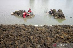 Budi daya rumput laut gracilaria di Sidoarjo