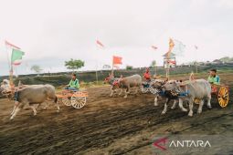 Ratusan pasang kerbau ikut lomba makepung Bupati Jembrana Cup