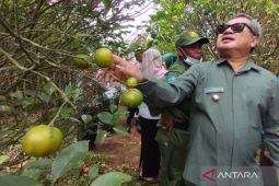 Pemkab Garut terus kembangkan komoditas jeruk Garut