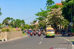 Tabebuya bermekaran buat mahasiswi berkhayal sedang kuliah di Jepang