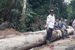 KPH: Penebangan pohon di areal 216 Ha di Nagan Raya tidak melanggar hukum