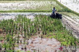 Melindungi areal sawah, menjaga swasembada pangan