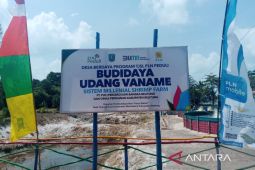 PLN Babel bangun budidaya udang vaname sistem MSF di Tanjung Rusa Belitung
