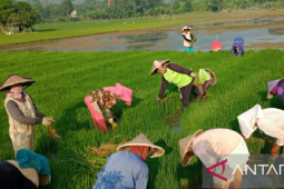 Distan gandeng Dinas PUPR Karawang atasi kerusakan saluran irigasi