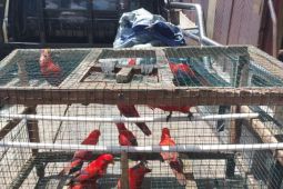 BKSDA amankan 12 ekor burung nuri khas Maluku di Pasar Lama Ambon
