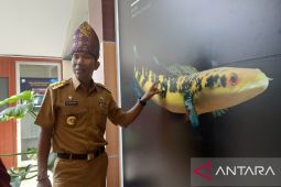 Pj Gubernur: Ikan Chana Babel sangat cantik