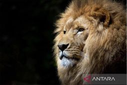 Tiga singa di Jepang mati diduga akibat panas ekstrem