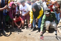 Bupati Bima melepas puluhan ekor penyu di Pantai Oi Fanda