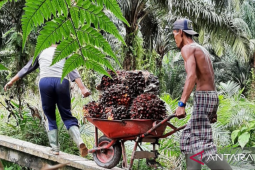 Harga TBS sawit Kalbar periode II Agustus 2023 tertinggi Rp2,257.51perkilogram
