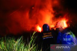 Karhutla Nyaris Lalap Sentral Cabai Rawit Hiyung Di Tapin