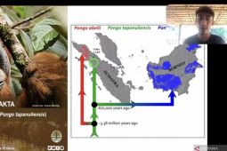 Konservasi orang utan dimulai dari jamin ekonomi warga sekitar hutan