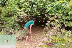 CRU: Konflik gajah sumatera liar dan warga di Aceh Jaya perlu penanganan cepat