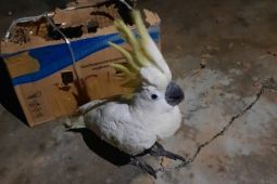 BKSDA Maluku amankan satu ekor burung kakaktua jambul kuning di Saumlaki