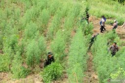 BRIN developing satellite-powered tech to detect marijuana fields