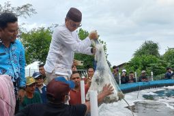 Pemkab Bangka Tengah kembangkan tambak udang vaname skala rakyat