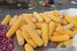 Pemkab Lebak penuhi makanan pendamping beras di tengah fenomena El Nino