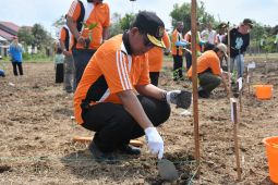 Tim Penggerak PKK Kayong Utara tanam 1.000 pohon kopi liberika