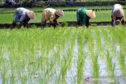 HSS ditarget tanam padi 13.619 hektar gernas antisipasi dampak iklim El Nino