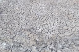 Lebih dari 1.000 hektare sawah di Karawang alami kekeringan