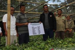 Wakil Bupati Tapsel bagikan ribuan bibit pohon kepada petani