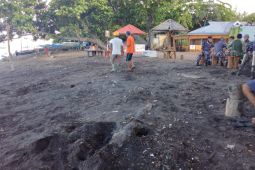 Pertamina gelar pelepasan tukik sisik di Pantai Kastela Ternate